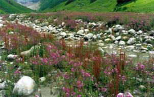 valley of flower tour,world heritage site valley of flower,valley of flower tours,india valley of flower trekking tours