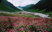 valley of flower tours,tour to valley of flower,india valley of flower tour,garhwal valley of fllwer national parks tours,valley of flower national park tours