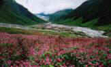 flowers at valley of flower national park,india valley of flower tours